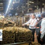 A Mozambique Leaf Tobacco abre 16 Vagas Para Candidatos com 7ª, 10ª, 12ª Classe ou mais, em várias áreas e locais